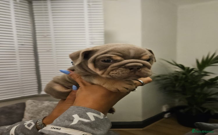 English Bulldog dogs - Advert 6