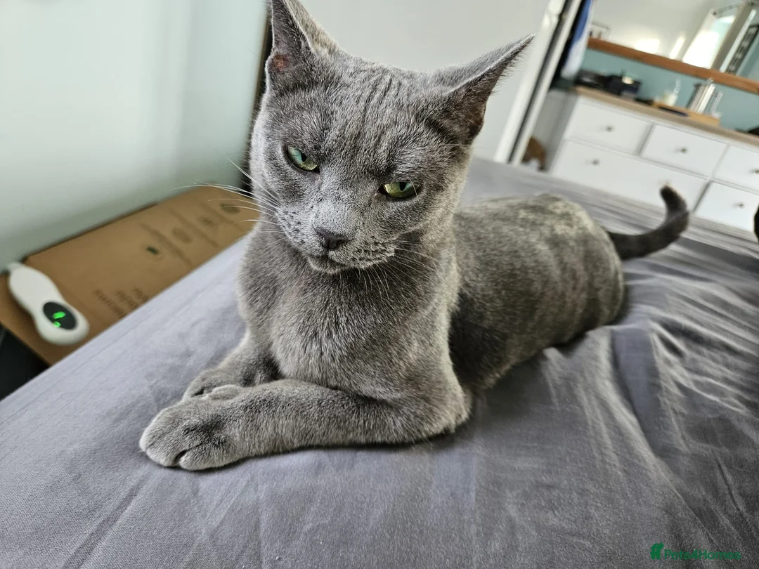Russian Blue cats for sale: Pure Bred Russian Blue Kittens - Advert 1