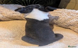 Boston Terrier dogs for sale: Adorable KC reg Boston Terrier Puppies - Image 18