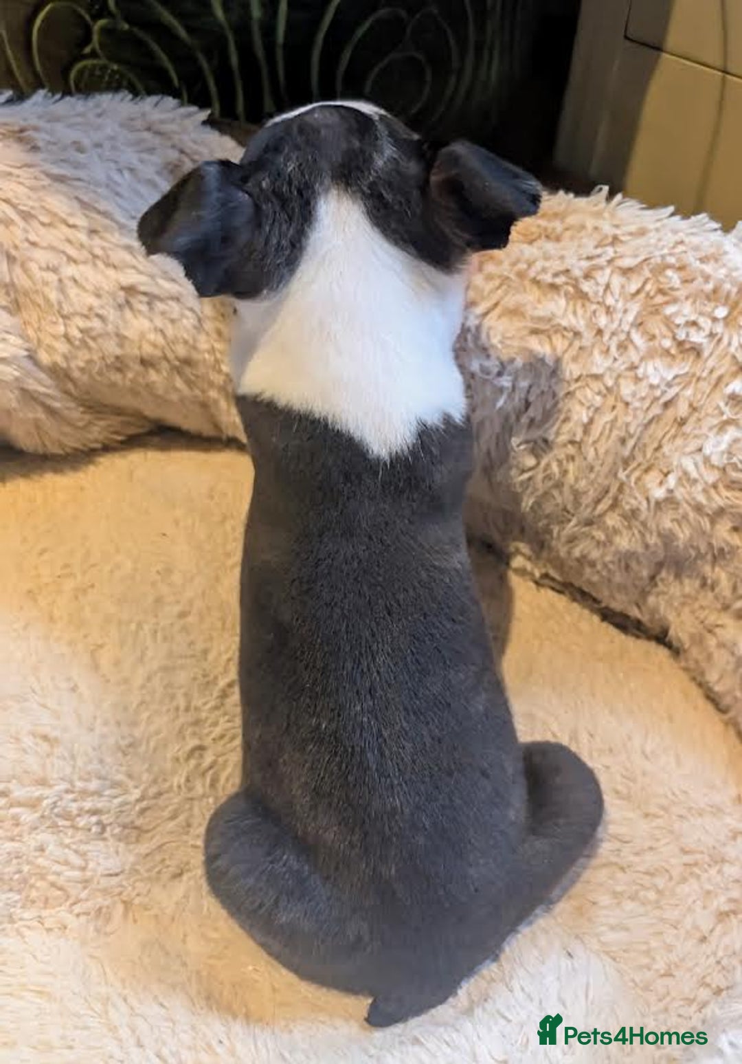 Boston Terrier dogs for sale: Adorable KC reg Boston Terrier Puppies - Image 18