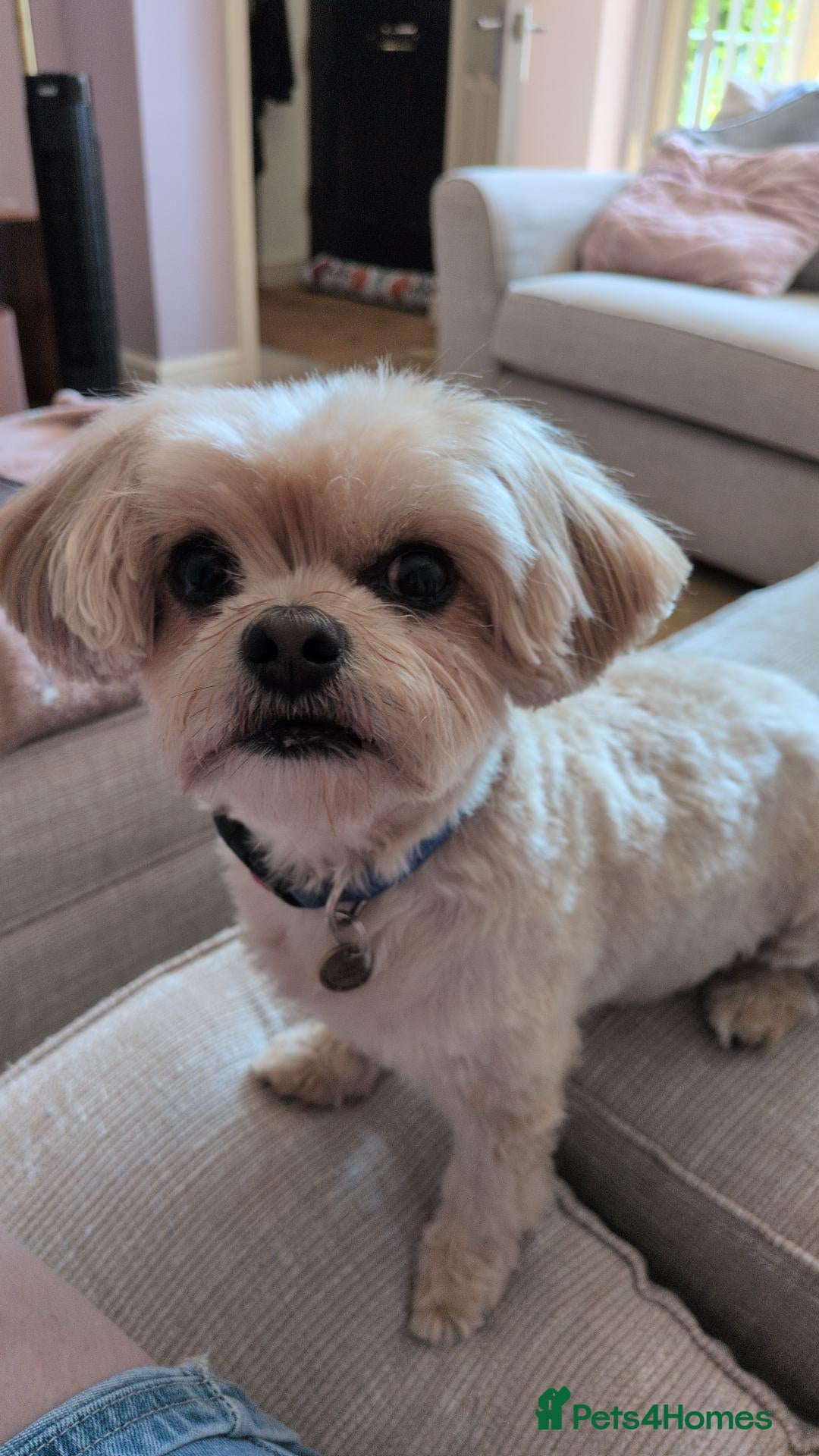 Chorkie dogs 5 year old Chorkie looking for a new home - Advert 7