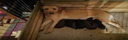 Mixed Breed dogs for sale: Pointador's (Lab x GSP) - Advert 6