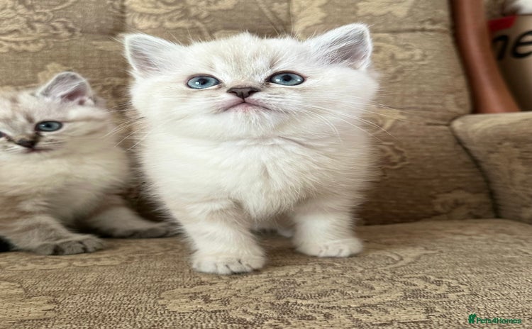 Siberian cats - Advert 7