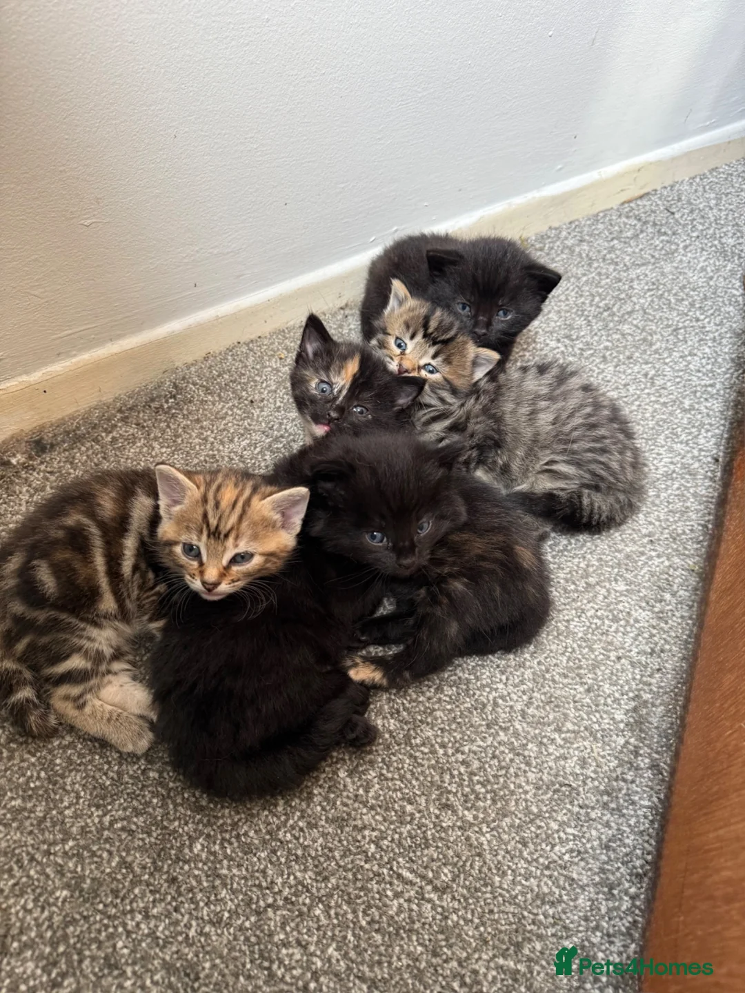 Mixed Breed cats for sale: Cute litter of kittens  - Advert 1