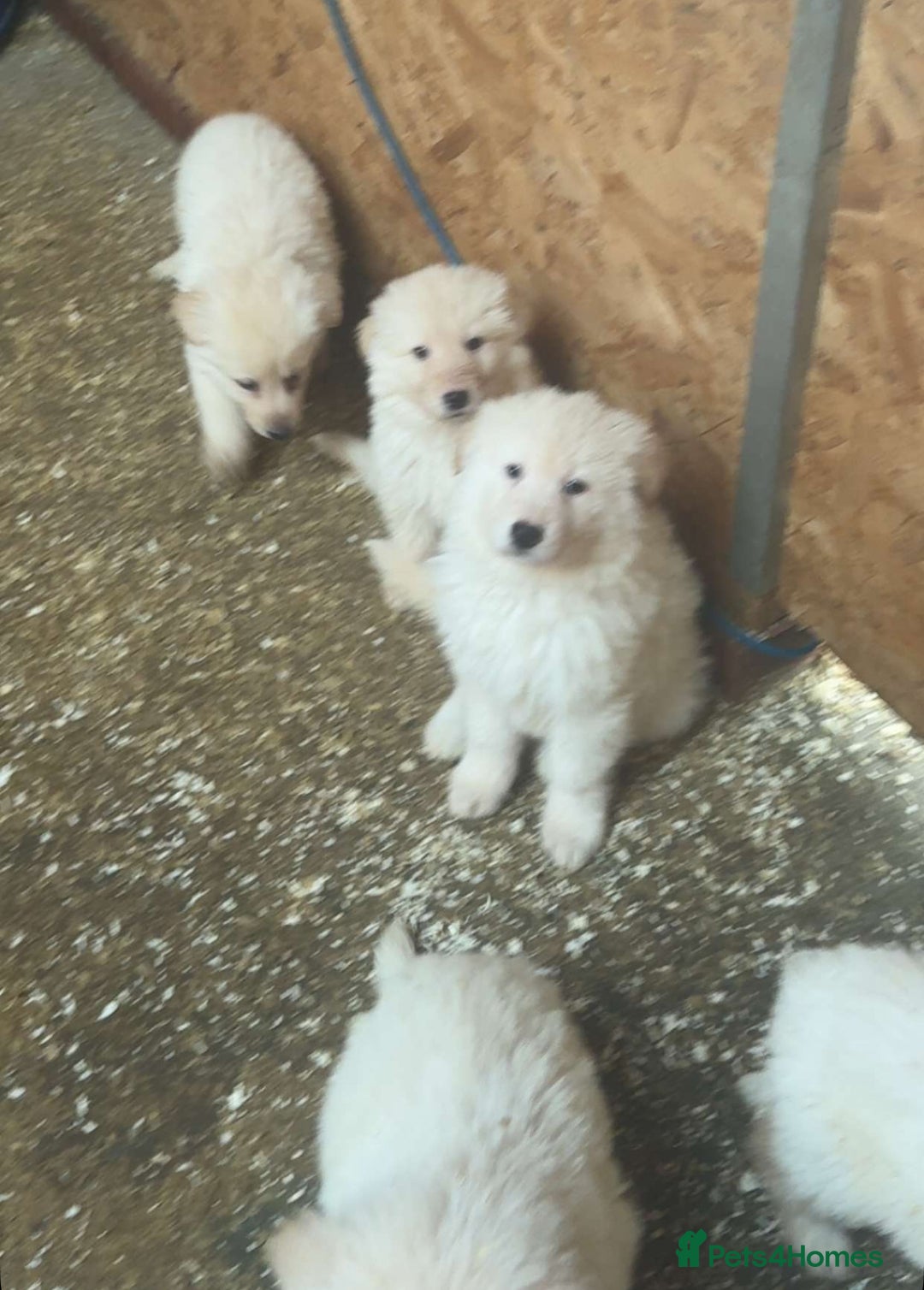 German Shepherd dogs for sale: German Shepherd puppies  - Advert 4