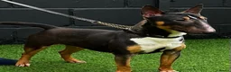 Miniature Bull terrier dogs for sale: Miniature Bull Terrier  in Neath - Advert 9