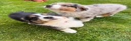 Australian Shepherd dogs for sale: The last beautiful female Australian Shepherd in Poole - Advert 18
