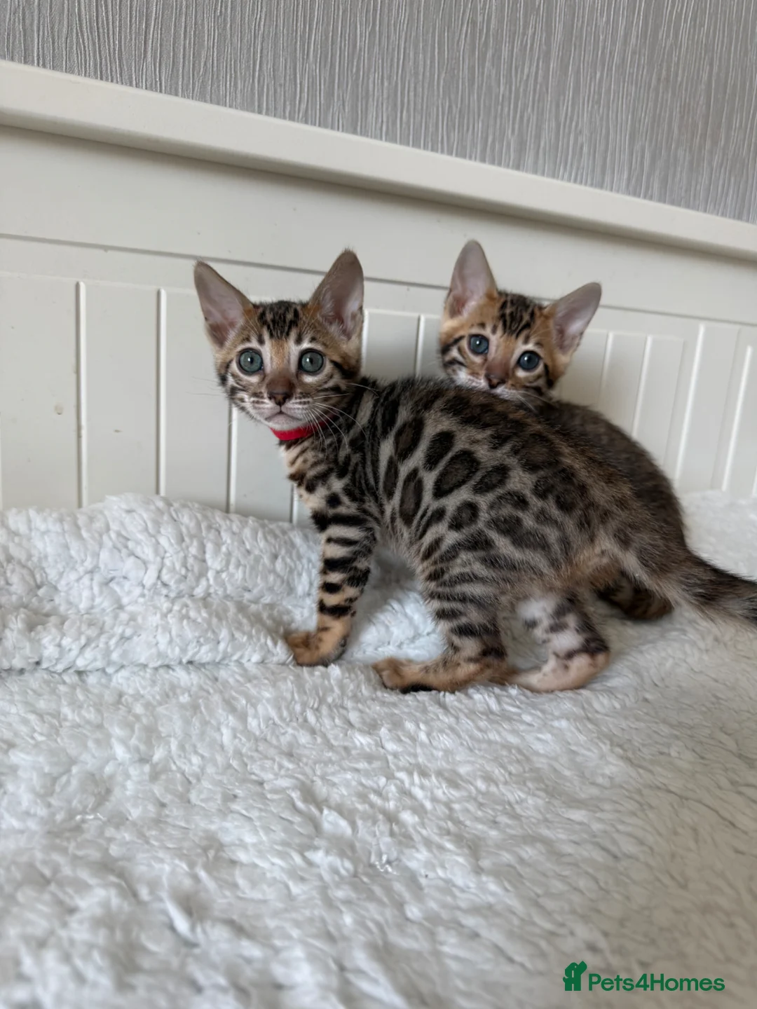 Bengal cats for sale: 🐆Adorable pedigree bengal kittens🐆 - Advert 2
