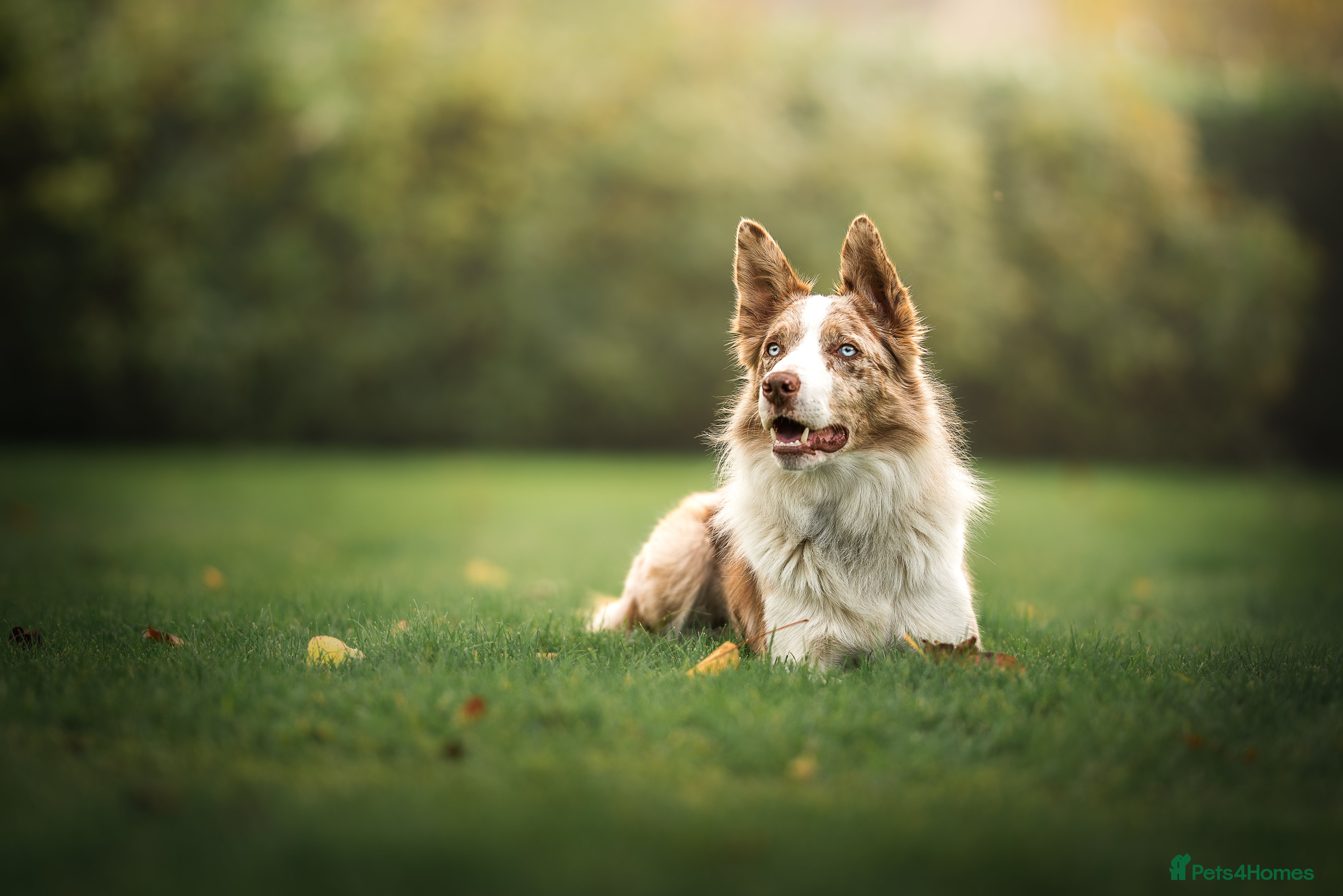Border Collie dogs Border Collie available at stud  - Advert 7