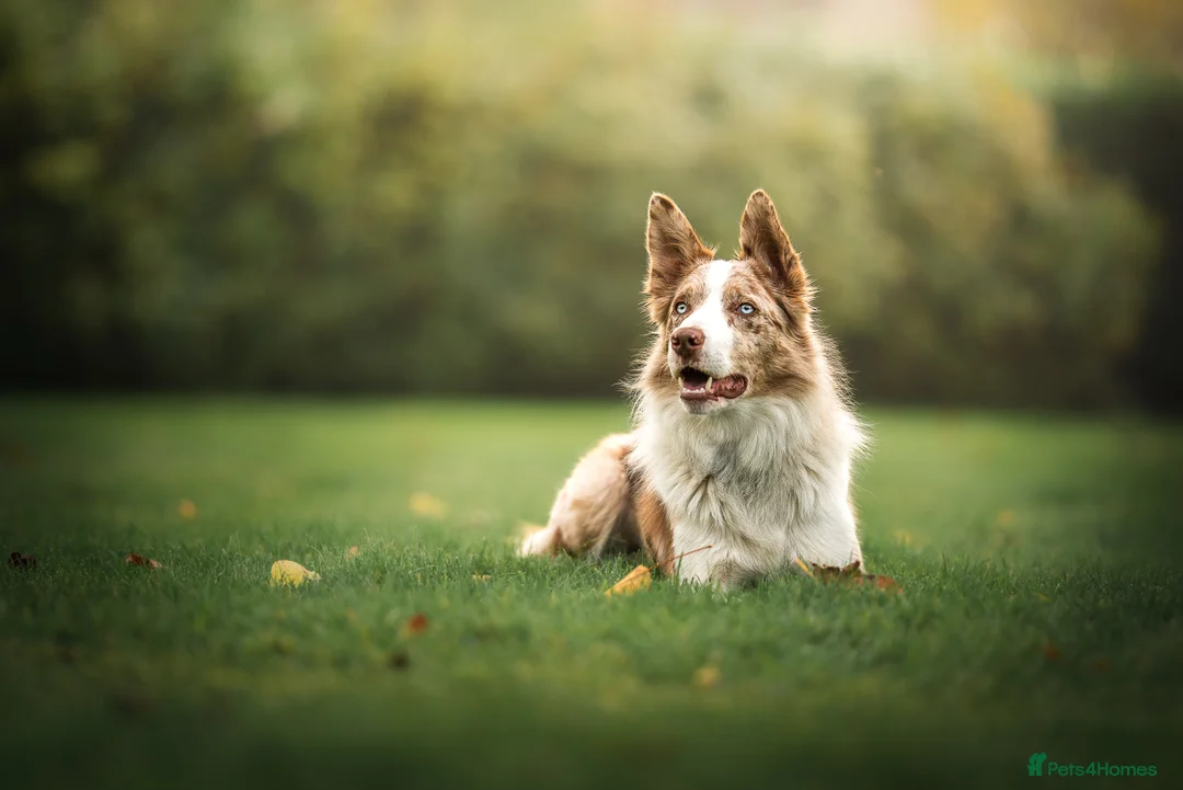 Border Collie dogs for stud: Border Collie available at stud  - Advert 1