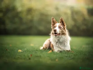 Border Collie dogs Border Collie available at stud - Advert 7
