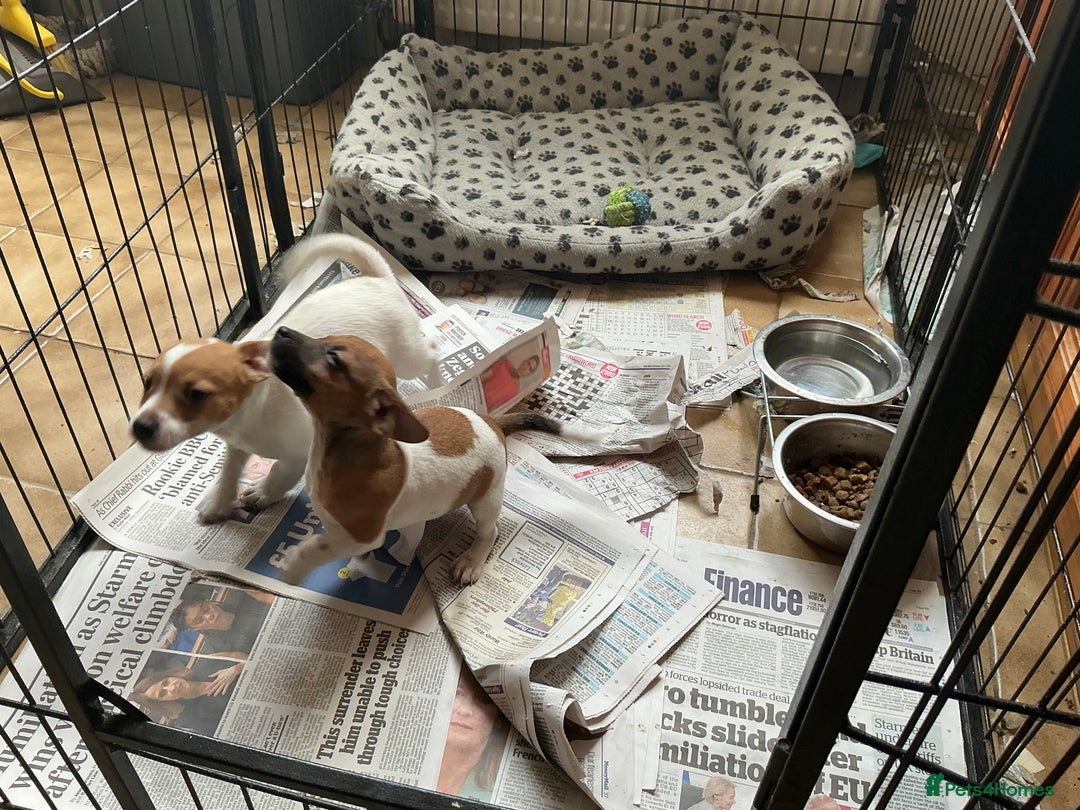 Jack Russell dogs for sale: 2 Beautiful purebred female Jack Russell  puppies - Image 6
