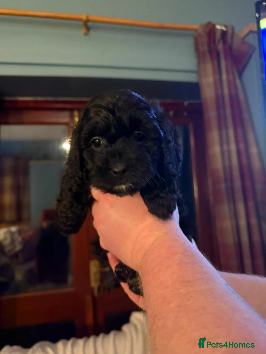 Cockapoo dogs for sale: Cockapoo - Advert 12