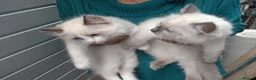 Ragdoll cats for sale: Snowballs Kittens - Advert 12