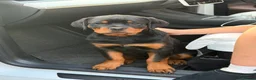 Rottweiler dogs for sale: Rottweiler girl  - Advert 6