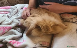 Mixed Breed rabbits for sale: Friendly bunnies ready to go - Image 7