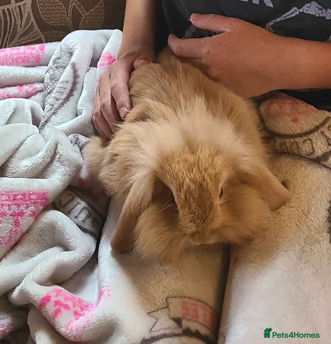 Mixed Breed rabbits for sale: Friendly bunnies ready to go - Image 7