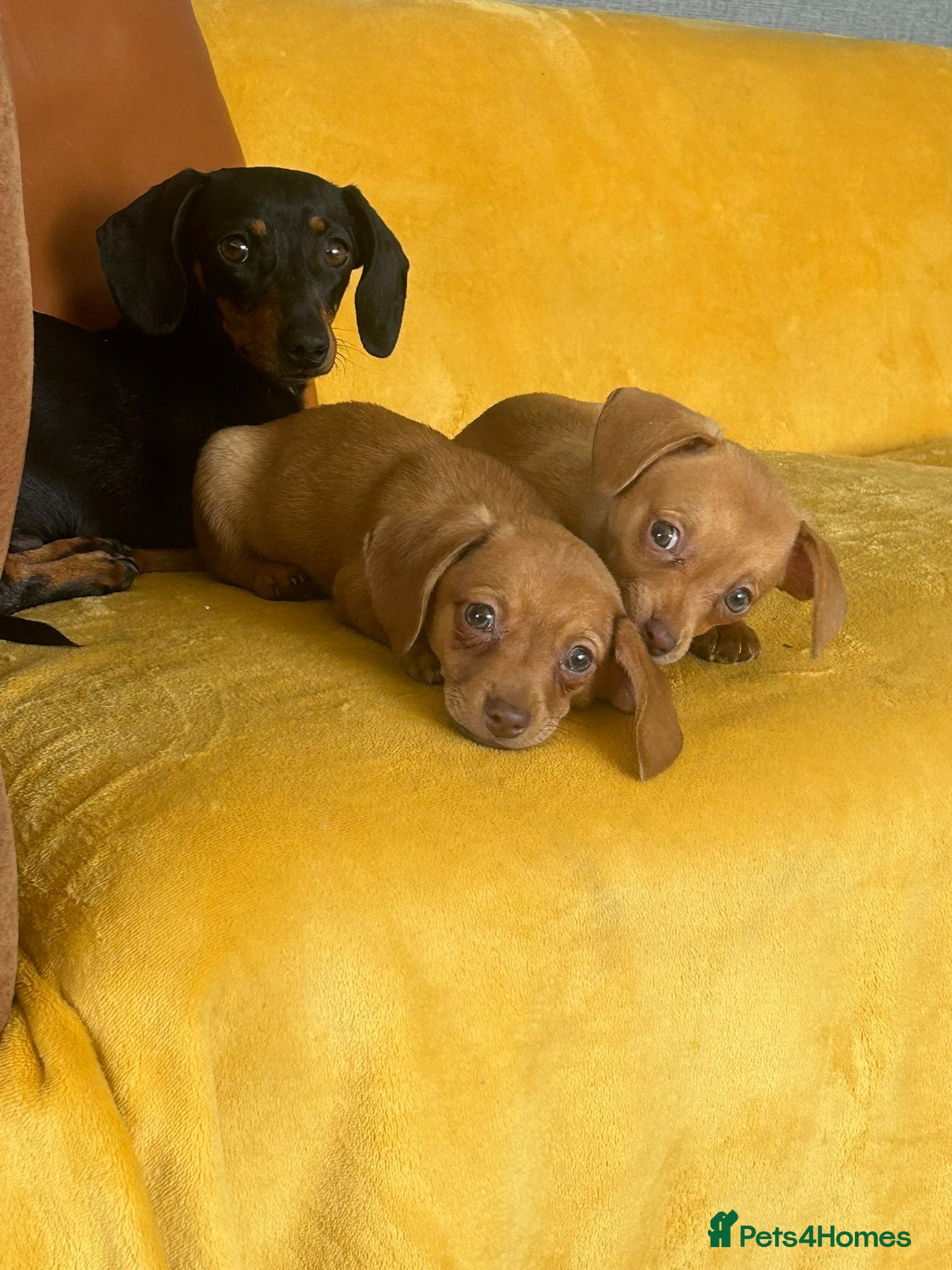 Chiweenie dogs Registered F1 Chiweenie Girl Puppy - Advert 2