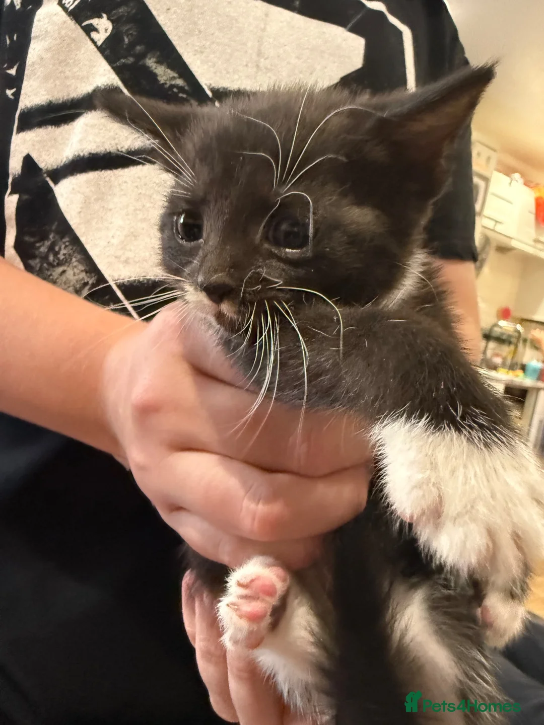 British Shorthair cats for sale: British blue short hair cross kittens - Advert 10