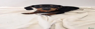 Miniature Dachshund 4
