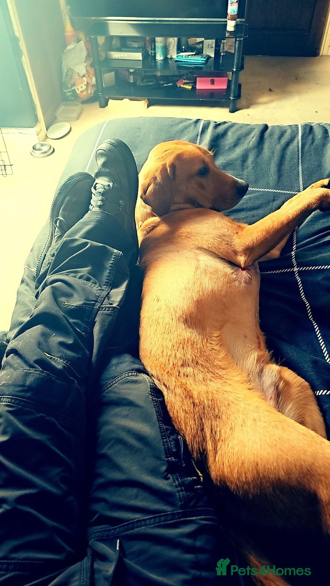 Labrador Retriever dogs for sale: fox red labrador retriever Male - Image 3