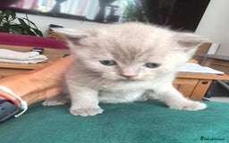 Scottish Fold cats for sale: Scottish fold and straight kittens  - Image 11
