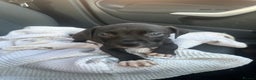 Mixed Breed dogs for sale: Cane corso x staff puppies - Advert 11