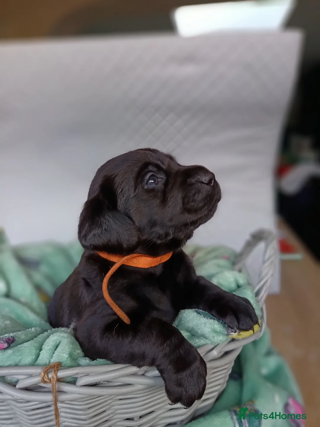 Labrador Retriever dogs for sale: KC reg yellow & black Labrador puppies socialised - Advert 7