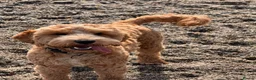 Cockapoo dogs for stud: Kobe 🌟 Stunning F1 miniature cockapoo for stud - Advert 1