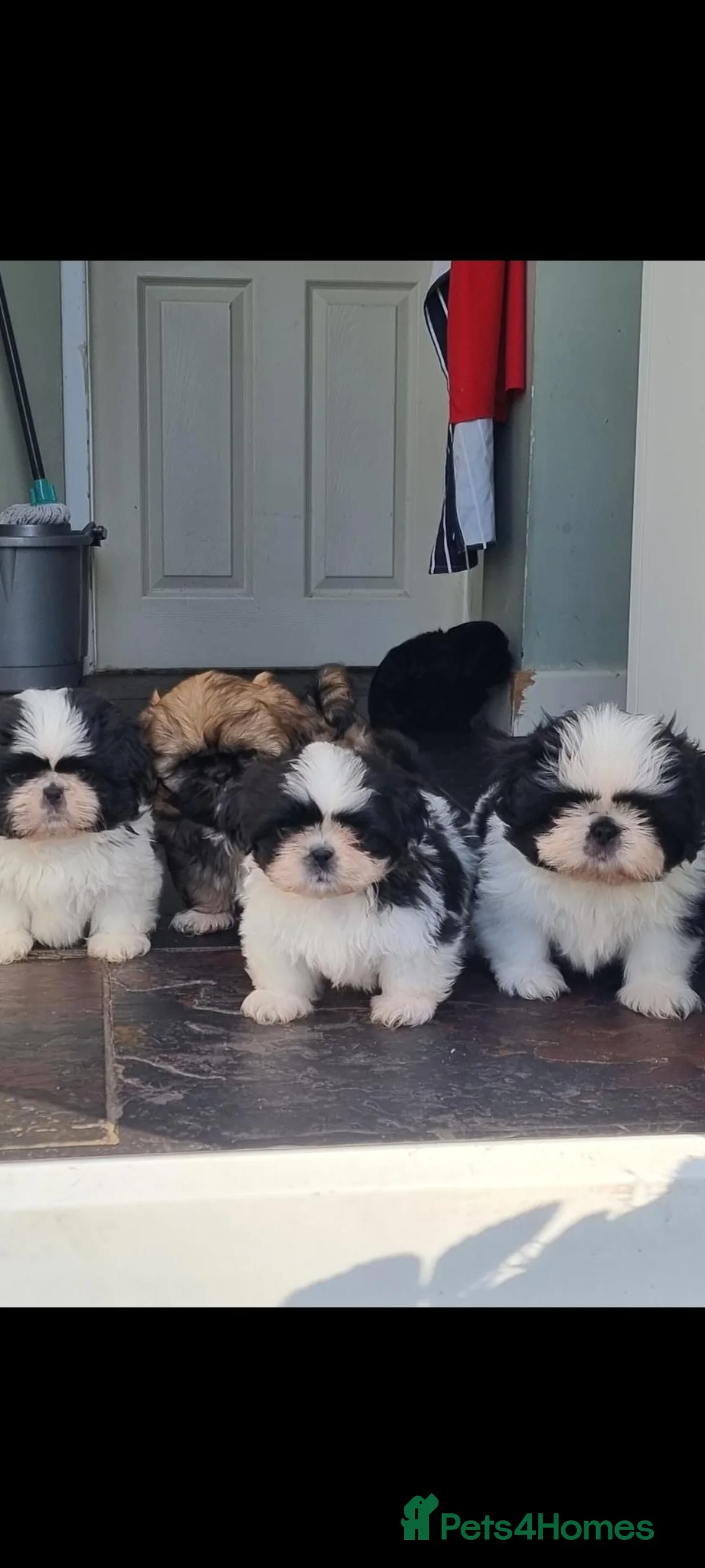 Shih Tzu dogs for sale: STUNNING KC REGISTERED SHIH TZU PUPPYS  - Advert 12