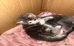 Mixed Breed cats for sale: Gorgeous kittens ready soon - 2 boys, 2 girls - Image 12