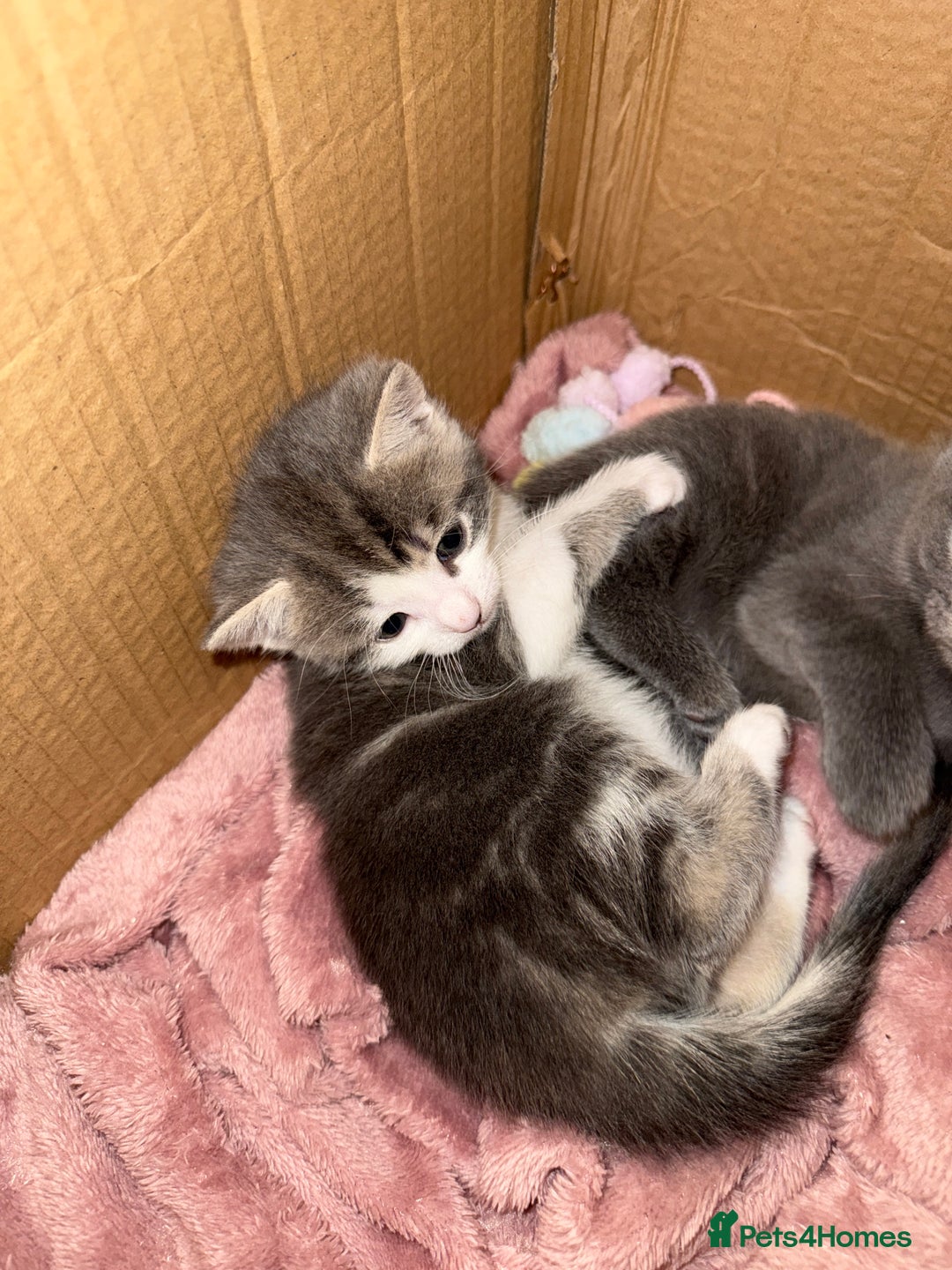 Mixed Breed cats for sale: Gorgeous kittens ready soon - 2 boys, 2 girls - Image 12
