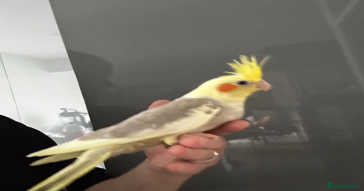 Hand tame cockatiels for sale in Tamworth | Pets4Homes