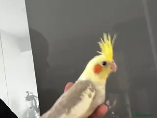 Cockatiels birds Hand tame cockatiels - Advert 1