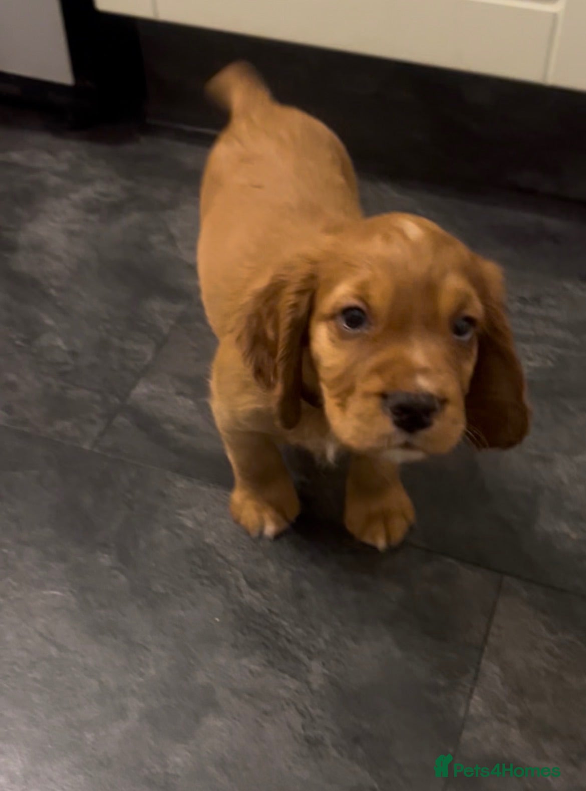 Cocker Spaniel dogs Red Working Cocker Spaniels - Advert 1