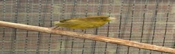 Canaries birds for sale: Fife Canaries - all born this year  - Advert 4
