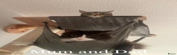 Mixed Breed cats for adoption: Loved family cats in need of a loving home  - Advert 1