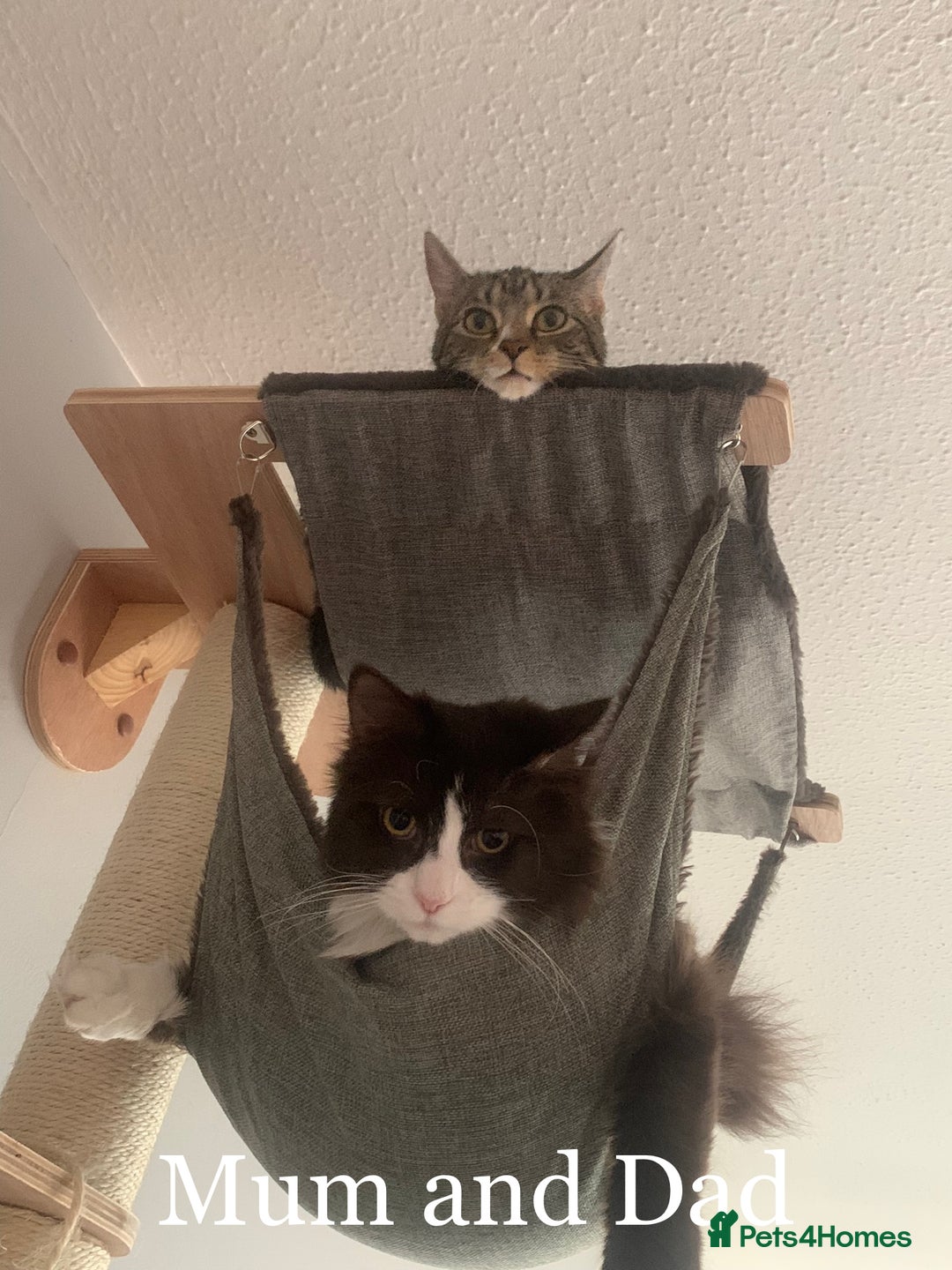 Mixed Breed cats for adoption: Loved family cats in need of a loving home  - Advert 1