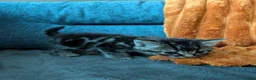 Mixed Breed cats for sale: Beautiful mix breed kittens - Advert 6