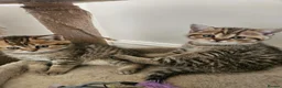 British Shorthair cats for sale: British Shorthair kittens!  - Advert 6