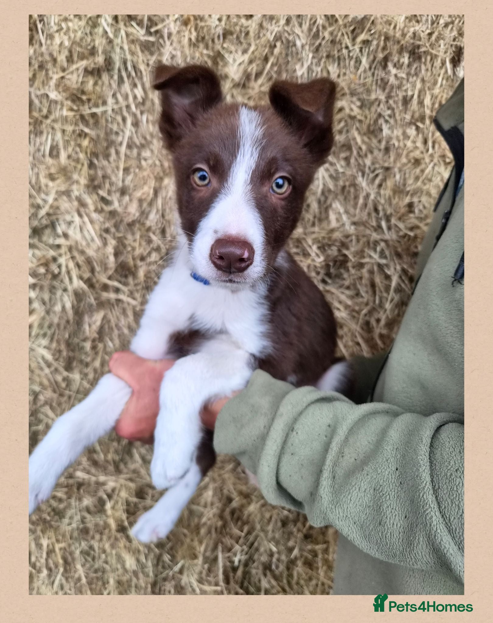 Border Collie dogs ISDS Registered Border Collie Puppies - Advert 5