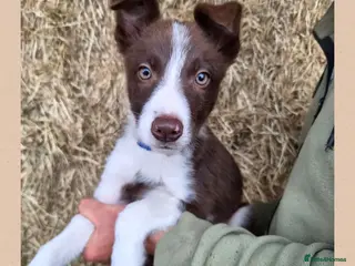 Border Collie dogs ISDS Registered Border Collie Puppies - Advert 5