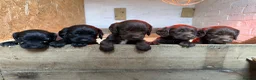 Sprocker dogs for sale: F1 sprocker puppies , ready to go - Advert 8