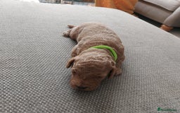 Cockapoo dogs for sale: F1B Small Cockapoo Puppies. Only 2 boys available  - Image 14