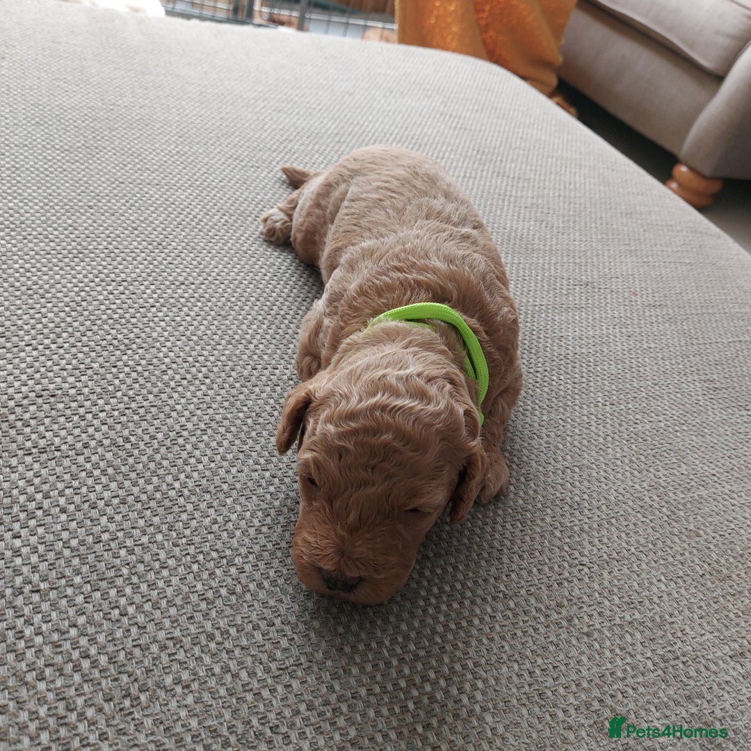 Cockapoo dogs for sale: F1B Small Cockapoo Puppies. Only 2 boys available  - Image 14
