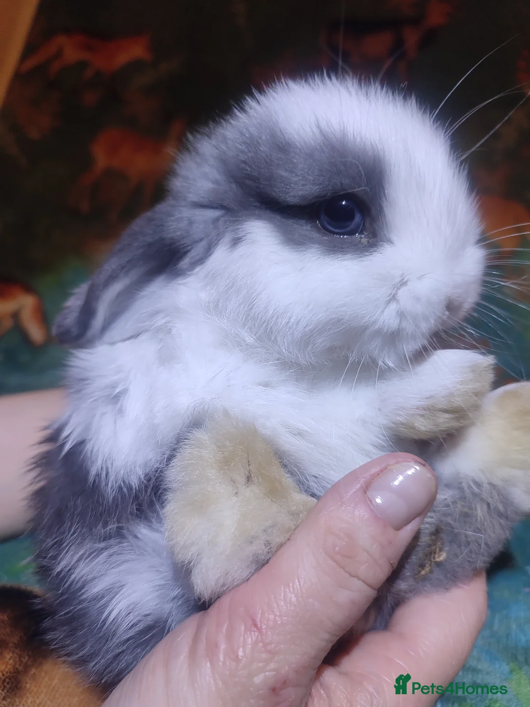Mini Lop rabbits for sale: Baby Mini Lops - Advert 2
