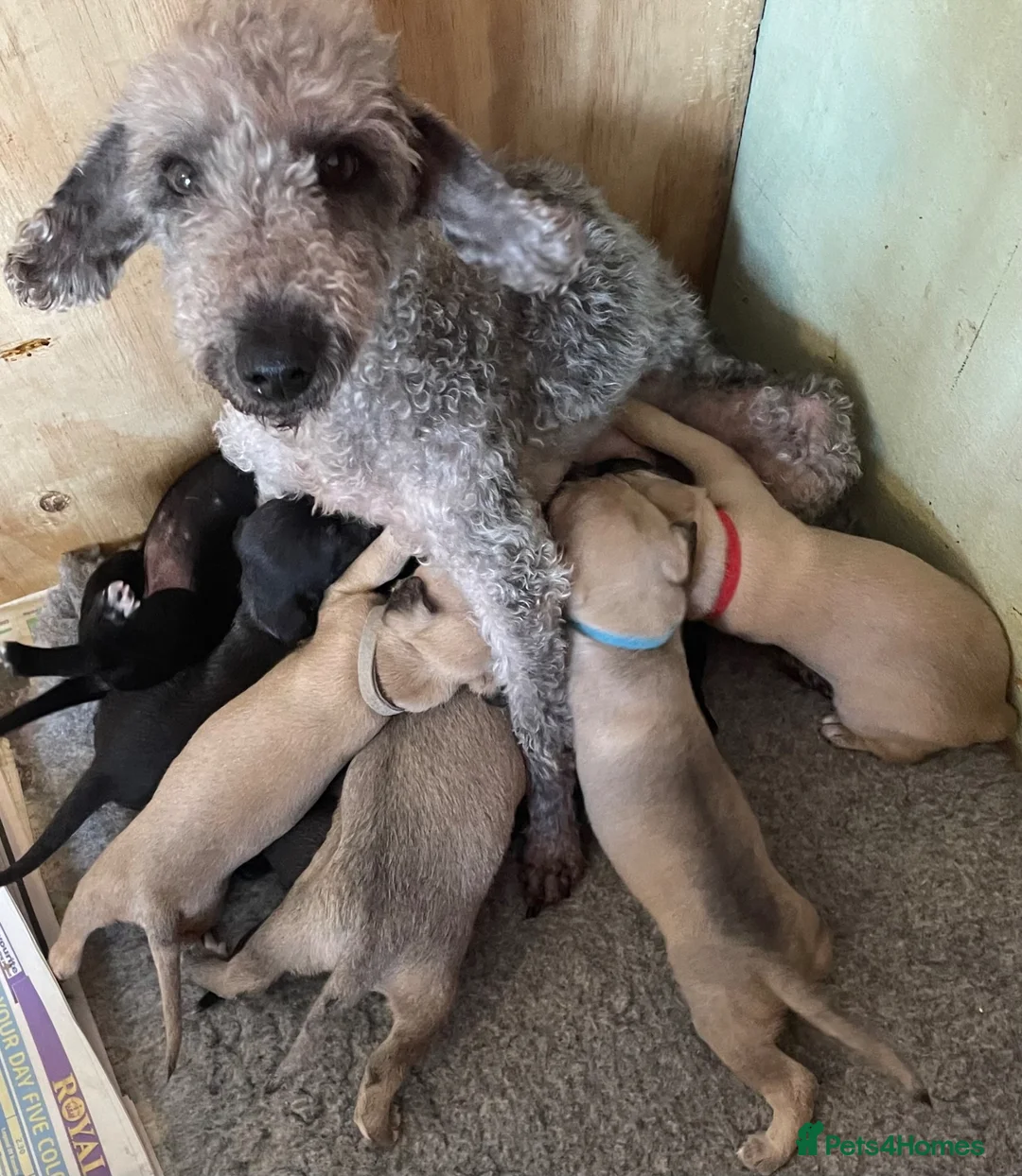 Mixed Breed dogs for sale: F1 Bedlington /Whippet  puppies  - Advert 6