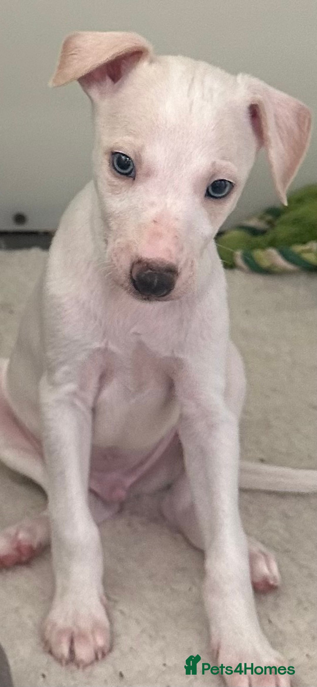 Whippet dogs for sale: Pedigree whippet puppy’s  - Advert 15