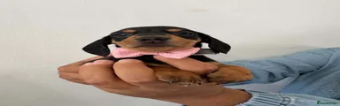 Dachshund 6