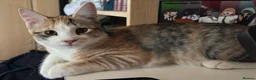 Domestic Shorthair cats for sale: 5 Beautiful Kittens - Advert 11
